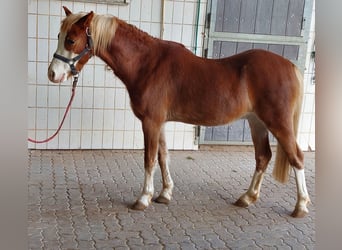 Welsh-B, Wallach, 4 Jahre, 134 cm, Fuchs