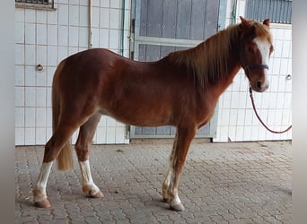 Welsh-B, Wallach, 4 Jahre, 134 cm, Fuchs