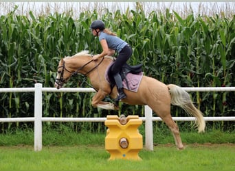 Welsh-B, Wallach, 4 Jahre, 134 cm, Palomino