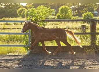 Welsh-B, Wallach, 4 Jahre, 135 cm, Fuchs