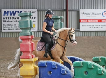 Welsh-B, Wallach, 4 Jahre, 135 cm, Palomino