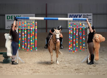 Welsh-B, Wallach, 4 Jahre, 135 cm, Palomino
