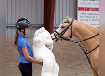Welsh-B, Wallach, 4 Jahre, 135 cm, Palomino