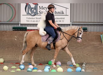 Welsh-B, Wallach, 4 Jahre, 135 cm, Palomino