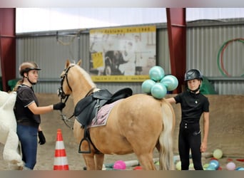 Welsh-B, Wallach, 4 Jahre, 135 cm, Palomino
