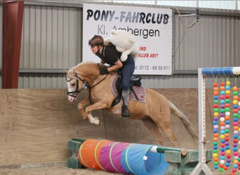 Welsh-B, Wallach, 4 Jahre, 135 cm, Palomino