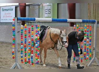 Welsh-B, Wallach, 4 Jahre, 135 cm, Palomino