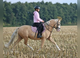 Welsh-B, Wallach, 4 Jahre, 135 cm, Palomino