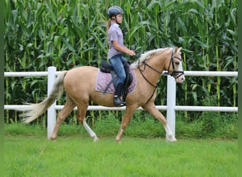 Welsh-B, Wallach, 4 Jahre, 135 cm, Palomino