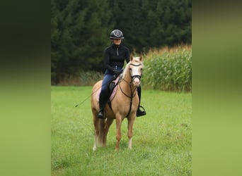 Welsh-B, Wallach, 4 Jahre, 135 cm, Palomino