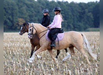 Welsh-B, Wallach, 4 Jahre, 135 cm, Palomino