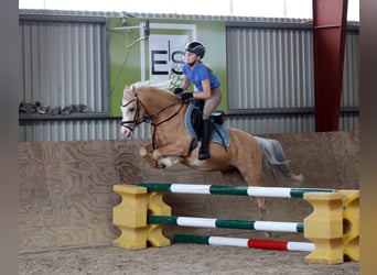 Welsh-B, Wallach, 4 Jahre, 135 cm, Palomino