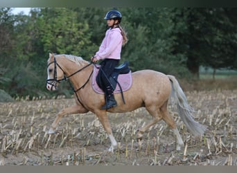 Welsh-B, Wallach, 4 Jahre, 135 cm, Palomino