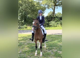 Welsh-B, Wallach, 4 Jahre, 136 cm, Dunkelbrauner