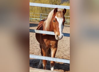 Welsh-B, Wallach, 4 Jahre, 137 cm, Fuchs