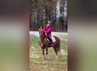 Welsh-B, Wallach, 4 Jahre, 138 cm, Dunkelfuchs