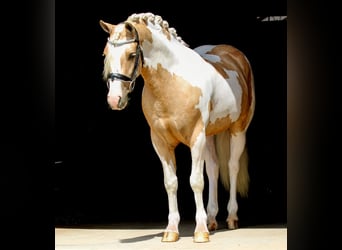 Welsh-B, Wallach, 4 Jahre, Schecke
