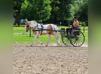 Welsh-B, Wallach, 4 Jahre, Schecke