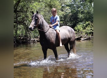 Welsh-B, Wallach, 4 Jahre, Schimmel