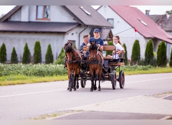 Welsh-B, Wallach, 5 Jahre, 118 cm, Rotbrauner