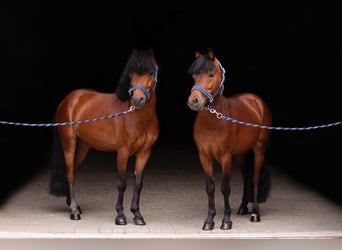 Welsh-B, Wallach, 5 Jahre, 118 cm, Rotbrauner