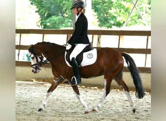 Welsh-B, Wallach, 5 Jahre, 122 cm, Brauner