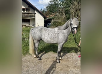 Welsh-B, Wallach, 5 Jahre, 125 cm, Schimmel