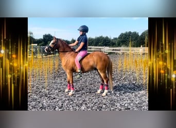 Welsh-B, Wallach, 5 Jahre, 126 cm, Fuchs