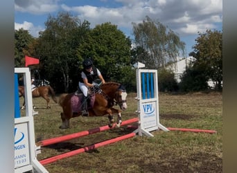 Welsh-B, Wallach, 5 Jahre, 126 cm, Fuchs