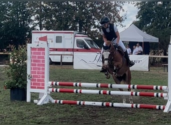 Welsh-B, Wallach, 5 Jahre, 126 cm, Fuchs