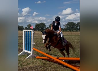 Welsh-B, Wallach, 5 Jahre, 126 cm, Fuchs