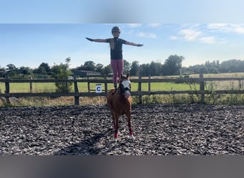 Welsh-B, Wallach, 5 Jahre, 126 cm, Fuchs