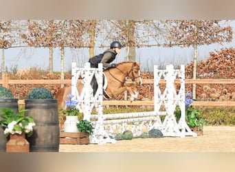 Welsh-B, Wallach, 5 Jahre, 127 cm, Fuchs