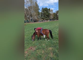 Welsh-B, Wallach, 5 Jahre, 130 cm, Brauner