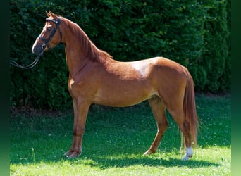 Welsh-B, Wallach, 5 Jahre, 130 cm, Fuchs