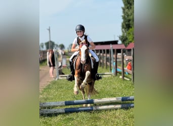 Welsh-B, Wallach, 5 Jahre, 131 cm, Fuchs