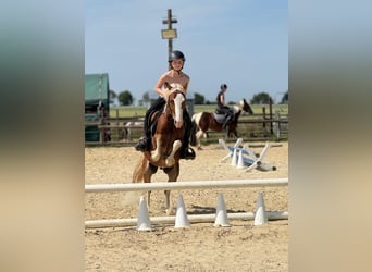 Welsh-B, Wallach, 5 Jahre, 131 cm, Fuchs