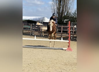 Welsh-B, Wallach, 5 Jahre, 131 cm, Fuchs