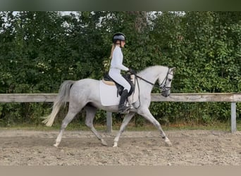Welsh-B, Wallach, 5 Jahre, 131 cm, Schimmel