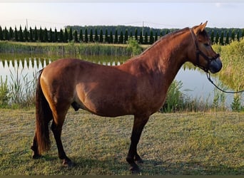 Welsh-B, Wallach, 5 Jahre, 133 cm, Brauner