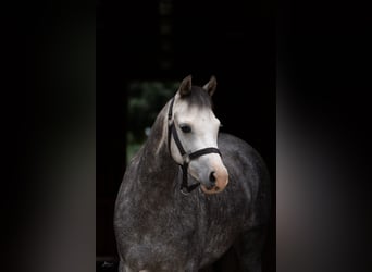 Welsh-B, Wallach, 5 Jahre, 135 cm, Apfelschimmel