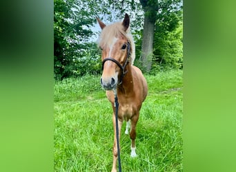 Welsh-B, Wallach, 5 Jahre, 135 cm, Fuchs