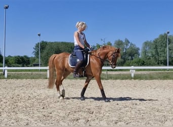 Welsh-B, Wallach, 5 Jahre, 136 cm, Fuchs