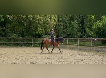Welsh-B, Wallach, 5 Jahre, 137 cm, Brauner