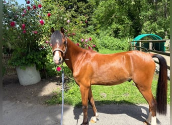 Welsh-B, Wallach, 5 Jahre, 137 cm, Brauner