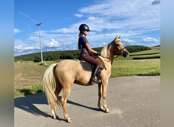 Welsh-B, Wallach, 5 Jahre, 139 cm, Palomino