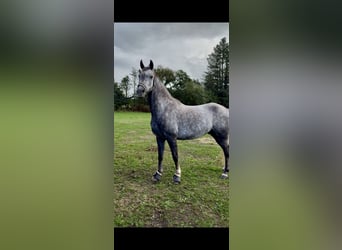 Welsh-B, Wallach, 5 Jahre, 145 cm