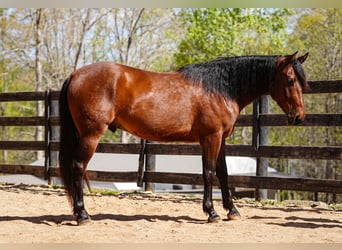 Welsh-B Mix, Wallach, 5 Jahre, 150 cm, Rotbrauner