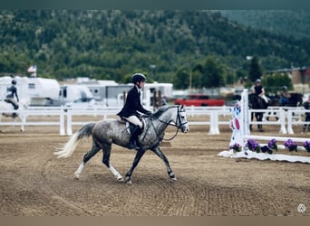 Welsh-B, Wallach, 5 Jahre, Apfelschimmel