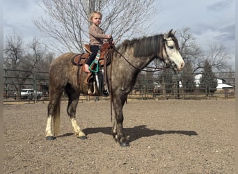 Welsh-B, Wallach, 5 Jahre, Apfelschimmel